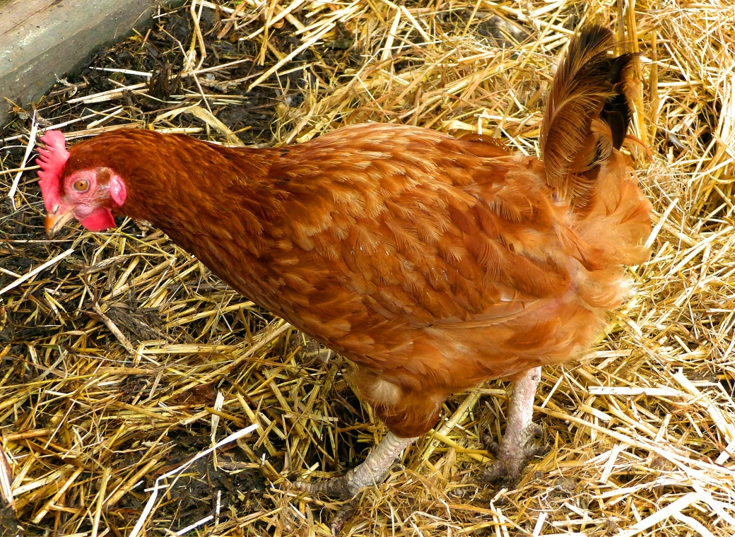 Farm - chicken