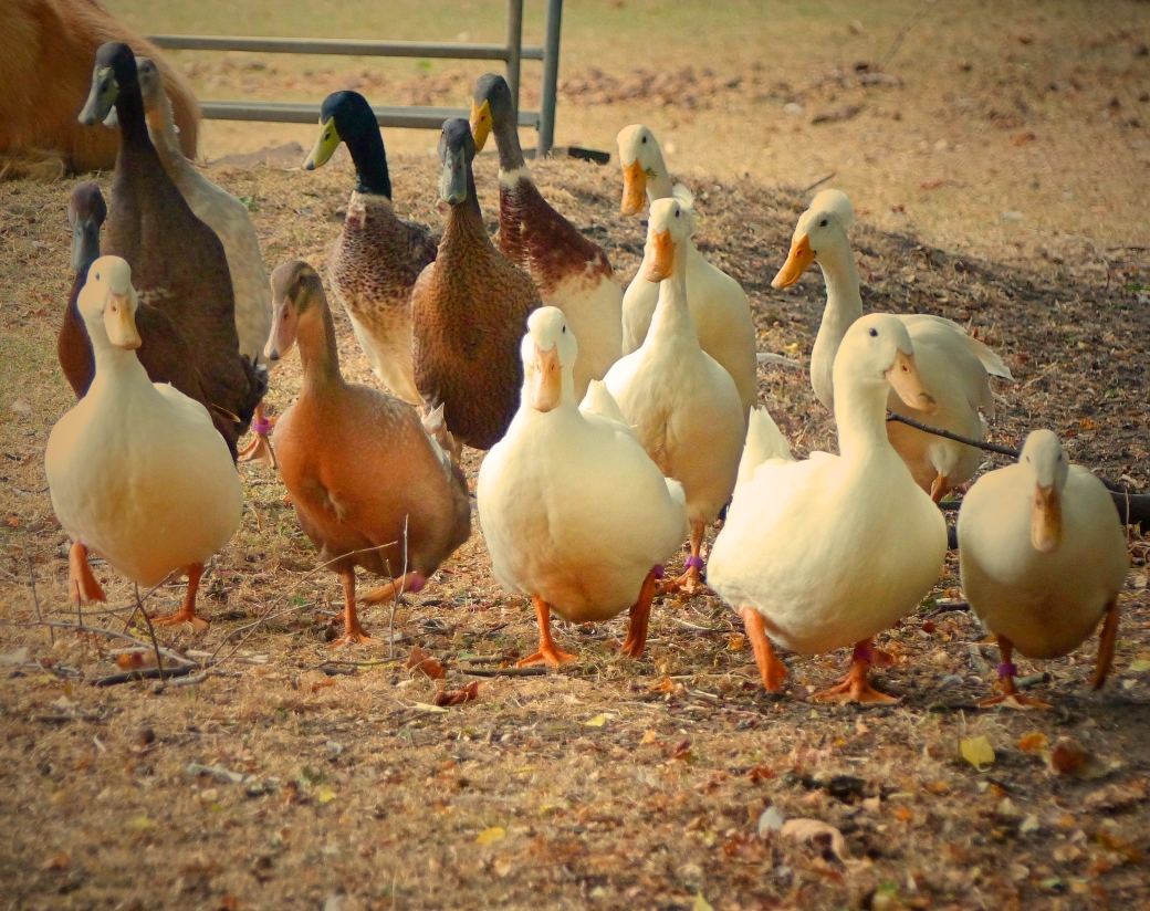 farm - geese