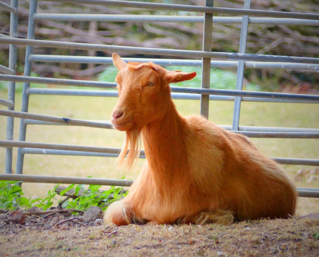 farm - goat
