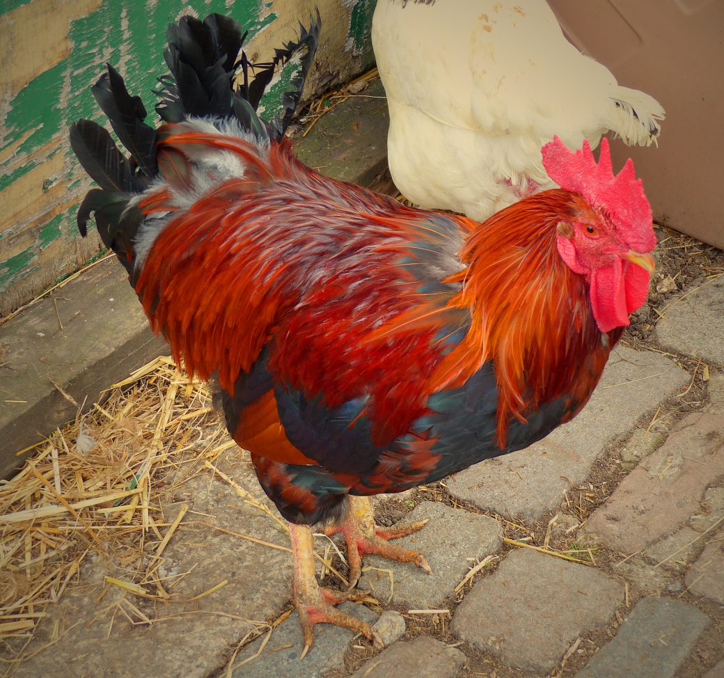 farm - rooster