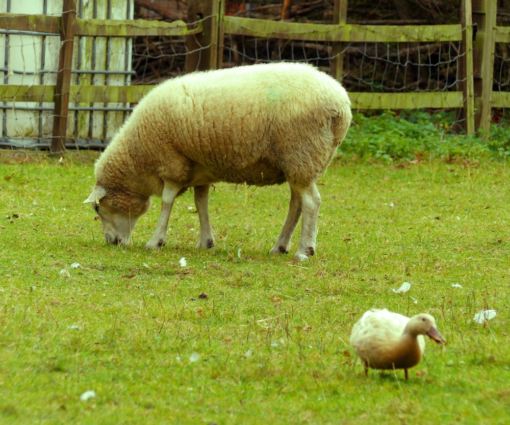 farm - sheep + duck