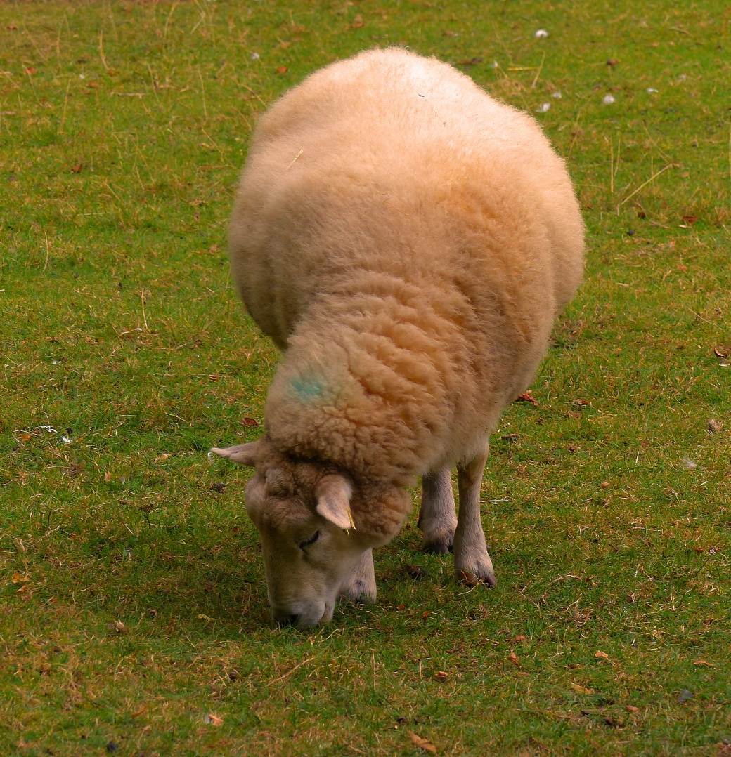 farm - sheep